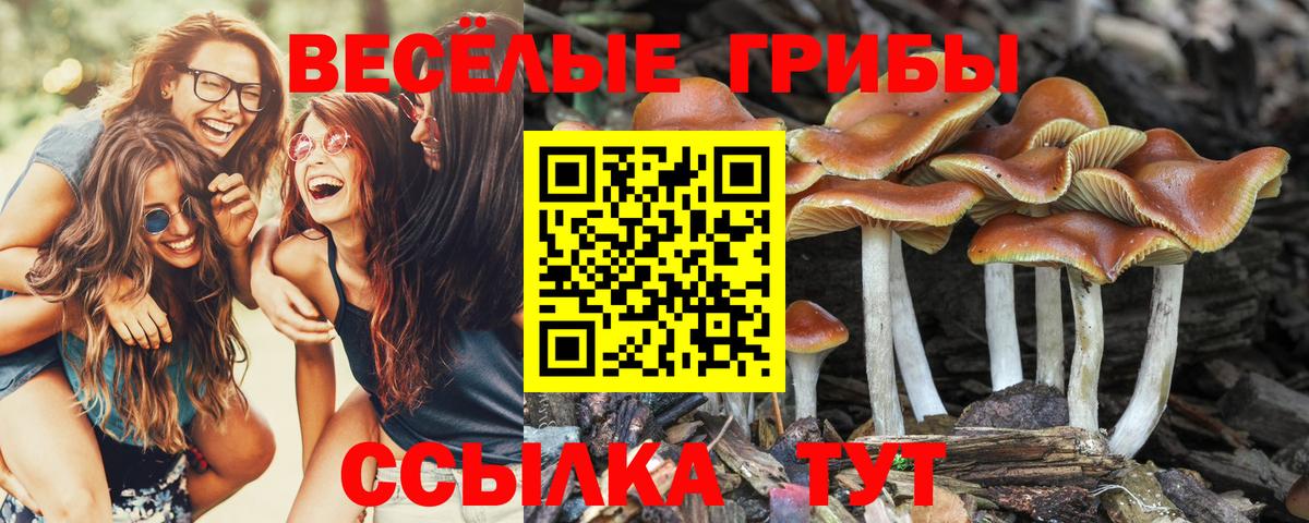 Псилоцибиновые грибы Cubensis Королёв