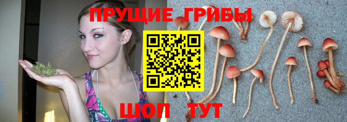 Королёв  Галлюциногенные грибы Psilocybe  Вход с VPN  Псилоцибиновые грибы Psilocybine cubensis 